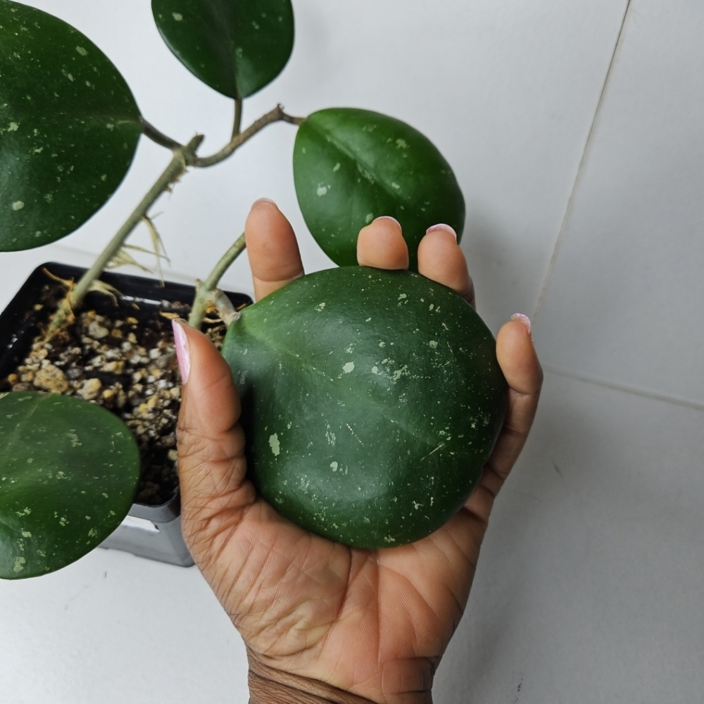 Hoya Obovata - Picture 4 of 10